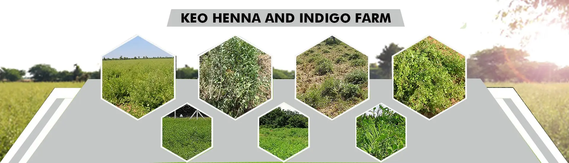 Keo Henna and Indigo Farm